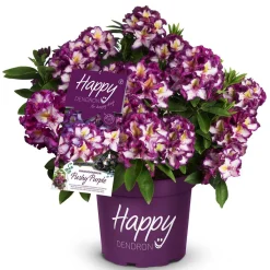 Alpenrose Happydendron Pushy Purple Topf Durchmesser 23 cm* Best