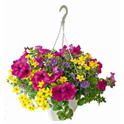 Ampel gemischt bepflanzt Topf Durchmesser 25 cm* New