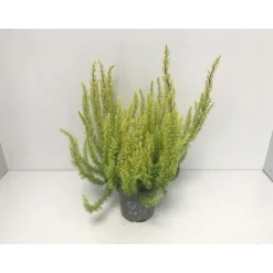 Baumheide Alberts Gold T11^ Hot