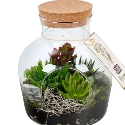 Bepflanztes Glas mit Sukkulenten T19^ Hot