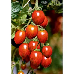 Bio Gourmet Tomaten Venusbrüstchen Topf Durchmesser 11 cm^ New