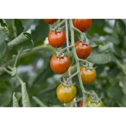 Bio Gourmet Tomaten Venusbrüstchen Topf Durchmesser 11 cm^ New