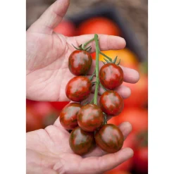 Bio Gourmet Tomaten Venusbrüstchen Topf Durchmesser 11 cm^ New