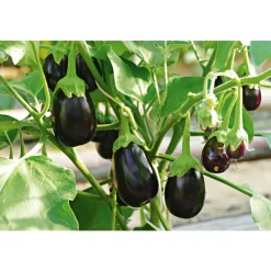 Bio-Gourmet Aubergine Jackpot Topf Durchmesser 11 cm* Discount
