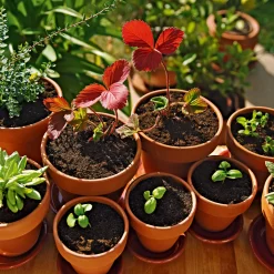 Qualitäts-Blumenerde 50 L^Compo Outlet