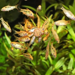 Fischfutter PRONOVO TAB M 100 ml^ Clearance