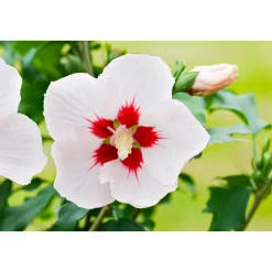 Garteneibisch im 1-Liter Topf* Discount