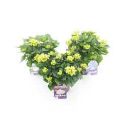 Gartenhortensie Forever und Ever Topf Durchmesser 23 cm^ Discount