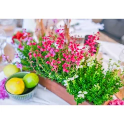 Glockenheide Topf- Durchmesser 11 cm* Online