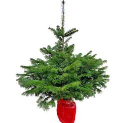 Plantiflor GNAD Abies Nordmanniana 110-130