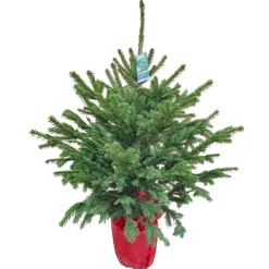 GNAD Picea pungens/pungens Glauca 110-130*Plantiflor Best