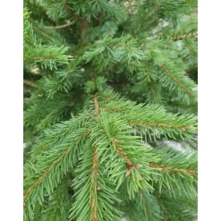 GNAD Picea pungens/pungens Glauca 110-130*Plantiflor Best