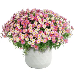 Pflanztopf Big Diamond weiß 37 x 37 x 37 cm^Haveson Sale