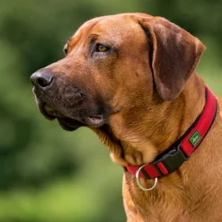 Halsung Neopren Vario Plus rot 30-35 cm*Hunter