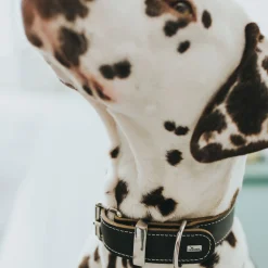 Halsband Aalborg Special schwarz Größe S*Hunter