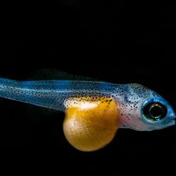 PRONOVO BEL GRANO BABY 3 x 10ml^JBL Online