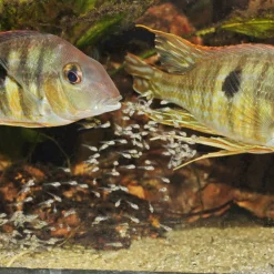 PRONOVO BEL GRANO BABY 3 x 10ml^JBL Online