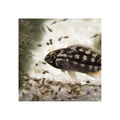 PRONOVO BEL GRANO BABY 3 x 10ml^JBL Online