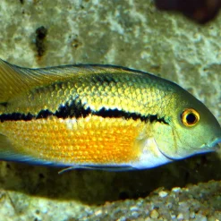 JBL PRONOVO CICHLID GRANO M 250ml CLICK