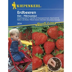 Erdbeeren Elan F1 Profi-Line^Kiepenkerl New