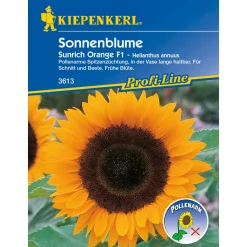 Sonnenblume Sunrich Orange^Kiepenkerl Best