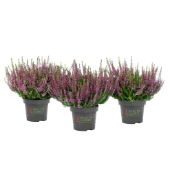 Knospenblüher Beauty Ladies Topf- Durchmesser 11 cm^ Online