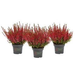 Knospenblüher Beauty Ladies Topf- Durchmesser 11 cm^ Online