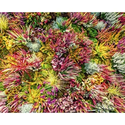 Knospenblüher Beauty Ladies Topf- Durchmesser 11 cm^ Online