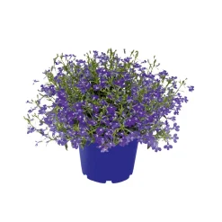 Männertreu im 13 cm Topf