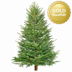 Nordmanntanne geschlagen Gold 250-290 cm*Plantiflor Online