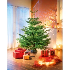 Nordmanntanne geschlagen Gold 250-290 cm*Plantiflor Online