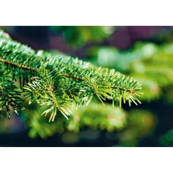 Nordmanntanne geschlagen Gold 250-290 cm*Plantiflor Online