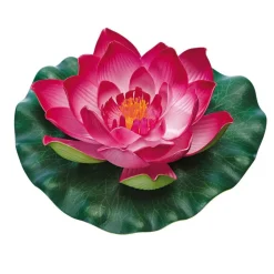 PontecPondo Lily rot*Oase Clearance