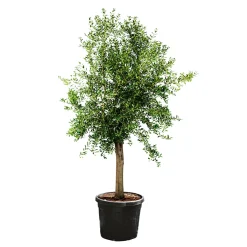 Plantiflor Oliven-Stamm Ornamento 180 cm Topf Durchmesser 50 cm