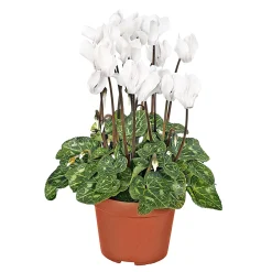 Alpenveilchen Topf Durchmesser 10,5 cm*Plantiflor Best