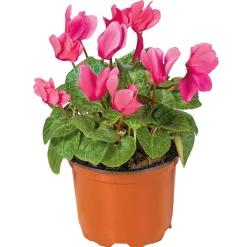 Alpenveilchen Topf Durchmesser 10,5 cm*Plantiflor Best