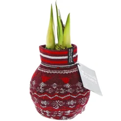 Amaryllis mit Socke gewachst ca 32 cm*Plantiflor Best