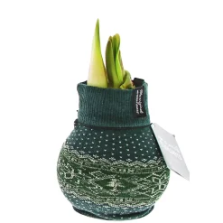 Amaryllis mit Socke gewachst ca 32 cm*Plantiflor Best
