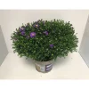 Aster Novi T19^Plantiflor