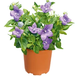 Ballonblume Ton in Ton Topf- Durchmesser 12 cm*Plantiflor Hot