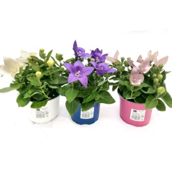 Ballonblume Ton in Ton Topf- Durchmesser 12 cm*Plantiflor Hot