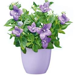 Ballonblume Ton in Ton Topf- Durchmesser 12 cm*Plantiflor Hot