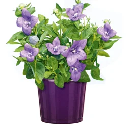 Ballonblume Ton in Ton Topf- Durchmesser 12 cm*Plantiflor Hot