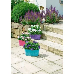 Ballonblume Ton in Ton Topf- Durchmesser 12 cm*Plantiflor Hot