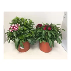 Bartnelke P19^Plantiflor Online