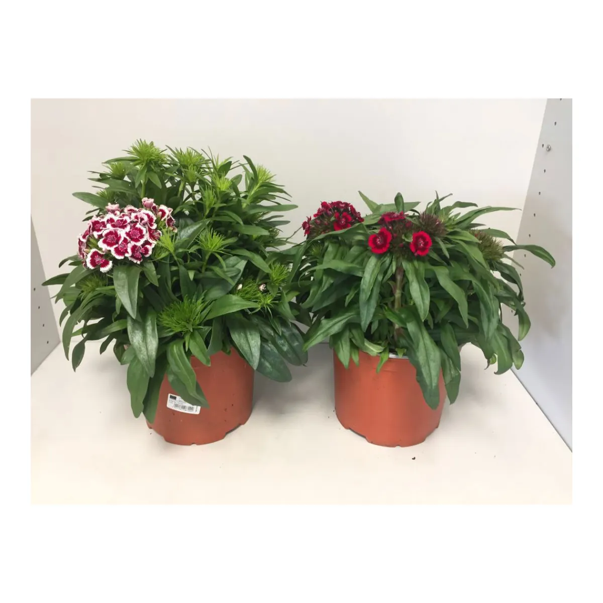 Bartnelke P19^Plantiflor Online