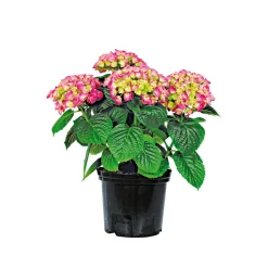 Bauernhortensien versch Farben Topf Durchmesser 20 cm*Plantiflor Sale