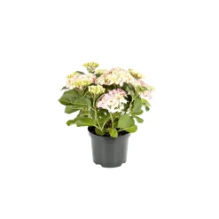 Bauernhortensien versch Farben Topf Durchmesser 20 cm*Plantiflor Sale