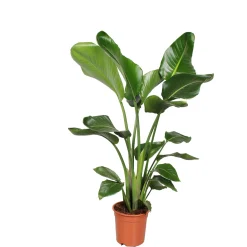 Baumstrelitzie Topf 19 cm^Plantiflor Sale