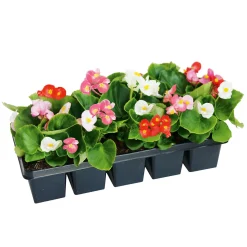 Plantiflor Beet- und Balkonpflanzen Sommerblumen 10er-Pack
